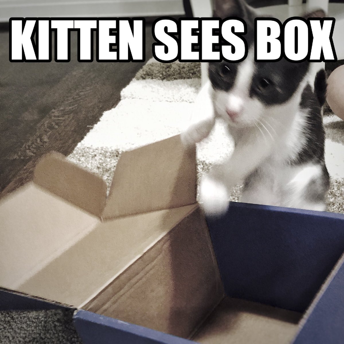 stoffie's tweet photo. @gameofkittens #literalkittenexplosion #kittenpartsobscured https://t.co/xZs3j3kHw1