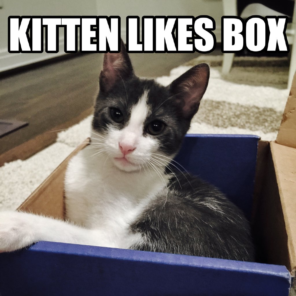 stoffie's tweet photo. @gameofkittens #literalkittenexplosion #kittenpartsobscured https://t.co/xZs3j3kHw1
