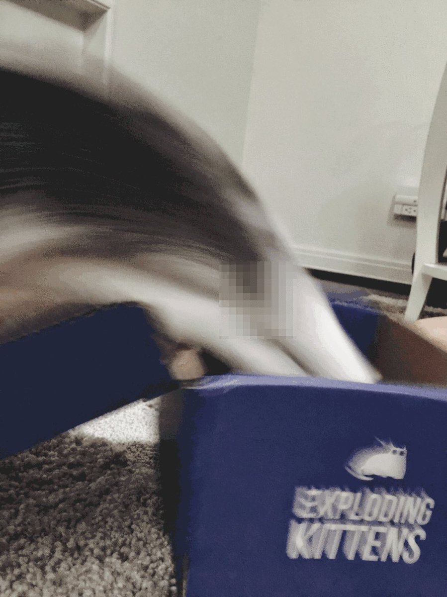 stoffie's tweet photo. @gameofkittens #literalkittenexplosion #kittenpartsobscured https://t.co/xZs3j3kHw1