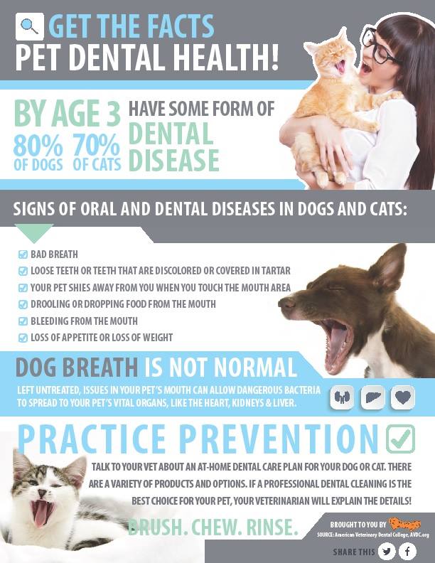 When should you brush your pet's teeth? We answer this&amp;more on our #dental care blog!: ontariospca.ca/blog/show-us-t…