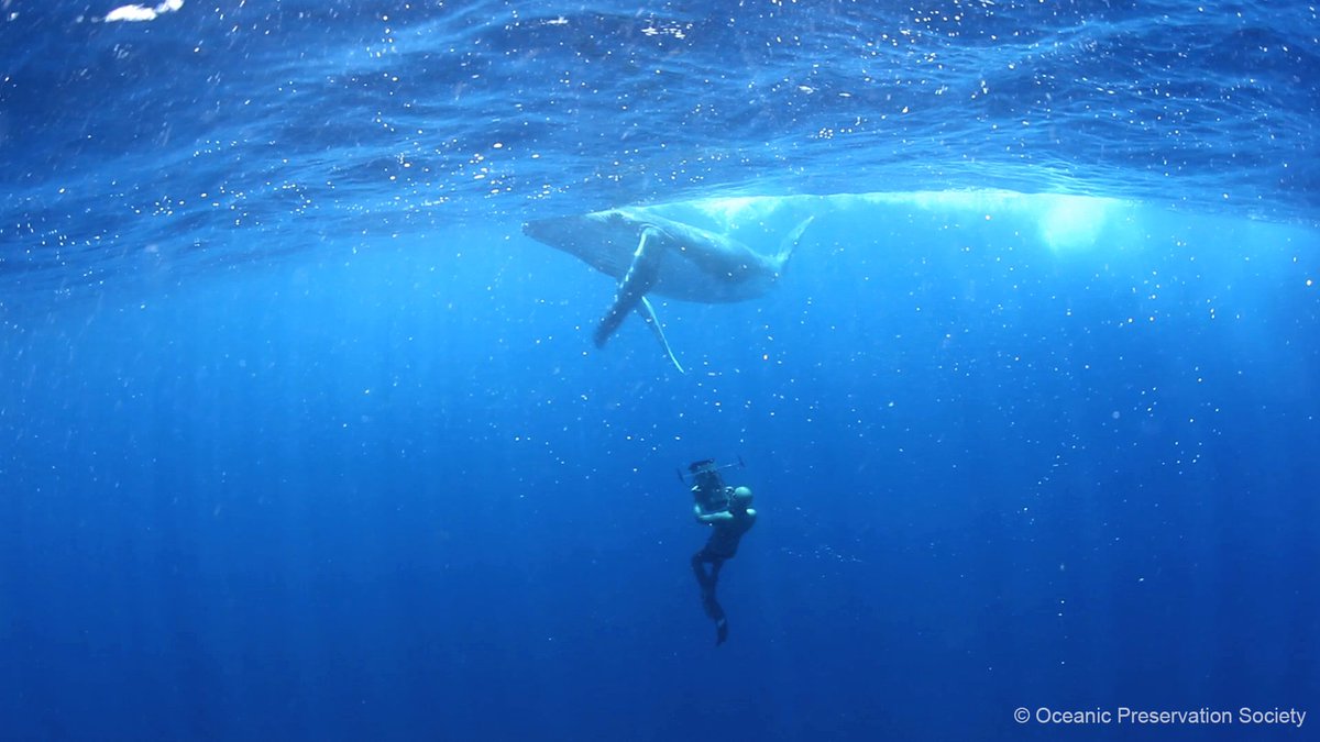 RacingXtinction's tweet photo. #RacingExtinction exposes tragedy &amp; reminds us there are solutions https://t.co/voOjQZ0rxW #Oscars2016 https://t.co/Vv8yNStjTo