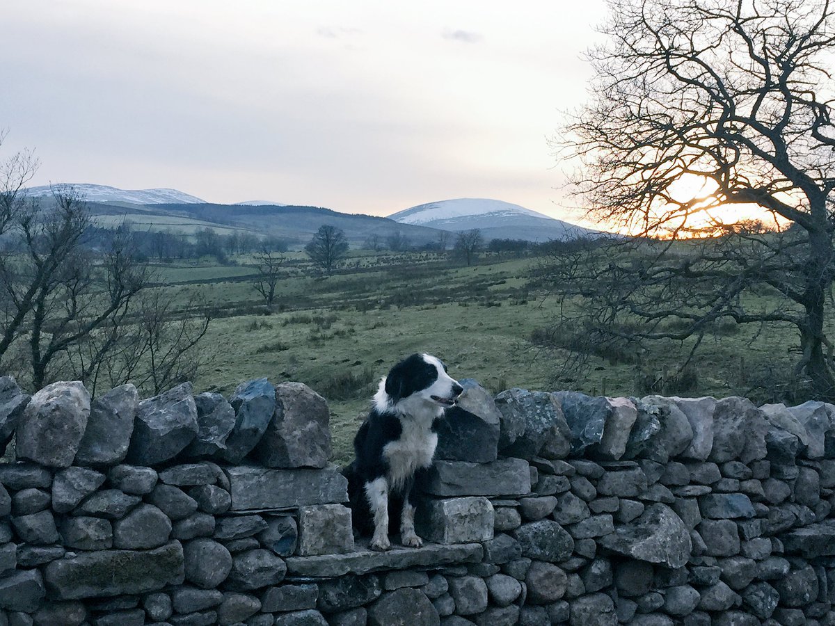 herdyshepherd1's tweet photo. Floss's seat https://t.co/OlKbtIx9pv