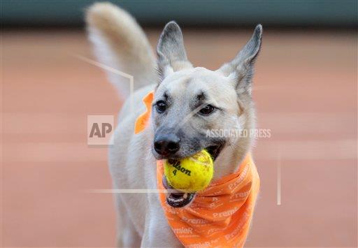AP_Noticias's tweet photo. #FotosAP En Abierto de Brasil perros hasta hace poco callejeros son los recogepelotas en partido de exhibición https://t.co/sJh83PIDet