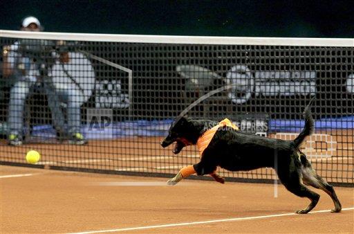 AP_Noticias's tweet photo. #FotosAP En Abierto de Brasil perros hasta hace poco callejeros son los recogepelotas en partido de exhibición https://t.co/sJh83PIDet