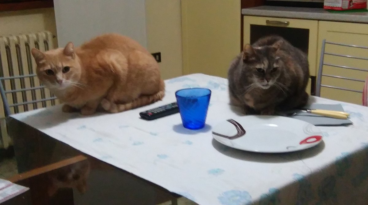 xclode's tweet photo. #cats #dinner #notalone https://t.co/528uu3Fw10