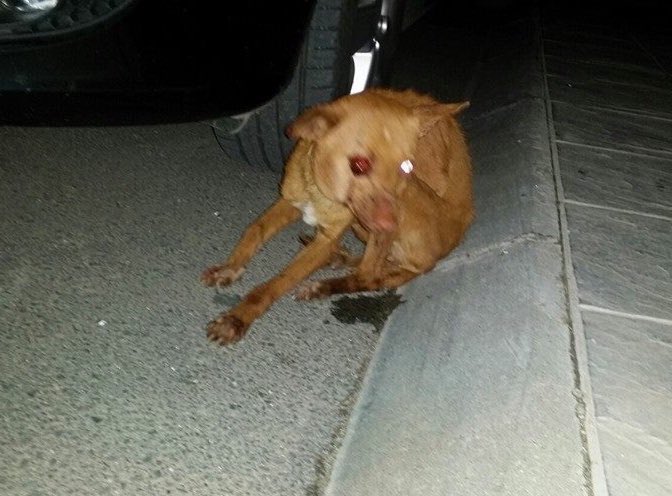 CRenfurecida's tweet photo. Duras imágenes de esta pobre perrita maltratada por unos HIJOS DE PUTA en Carrión de Ctva. Máxima AYUDA y DIFUSIÓN. https://t.co/LFMaPG6NwA
