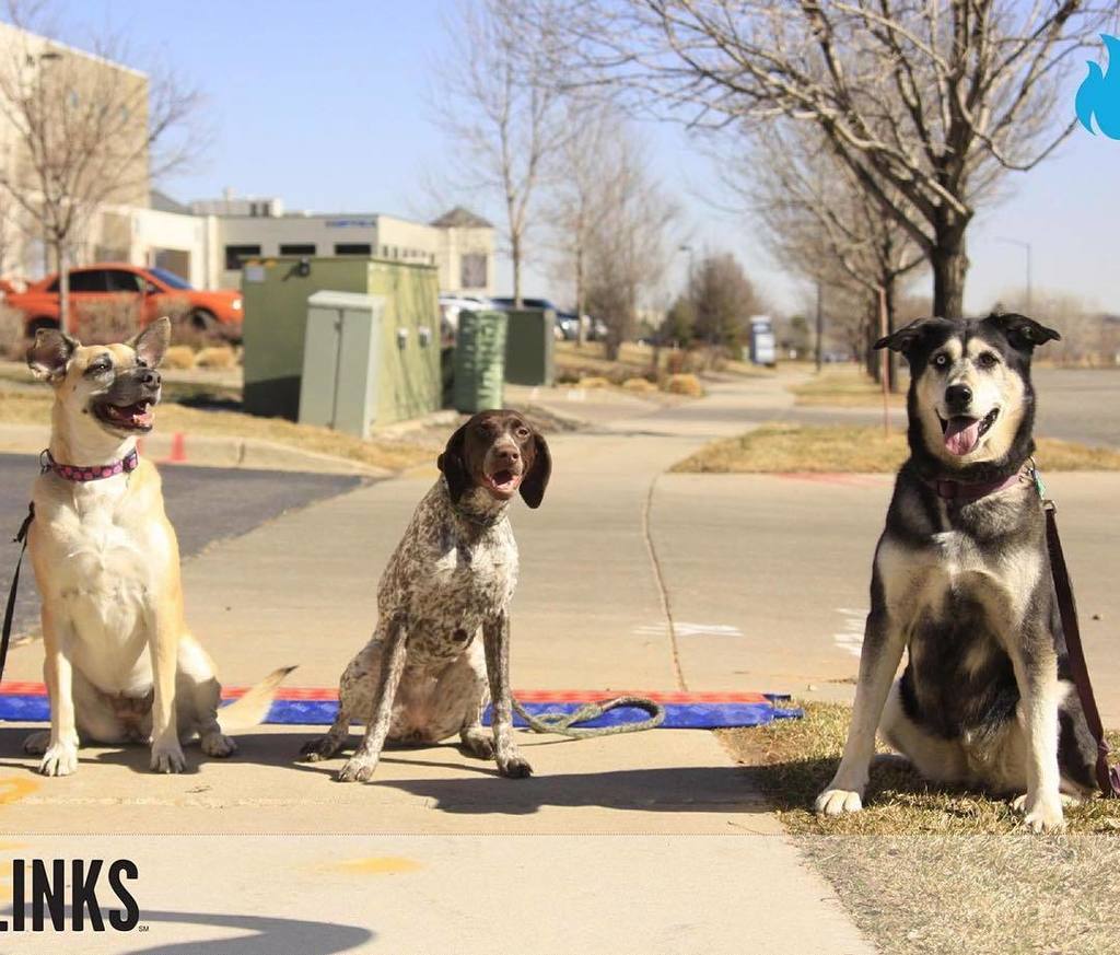 funkykomadina's tweet image. Def the best pic from yesterday's #jerika5k #athlinks #dogswhorun ift.tt/1S6B0U5