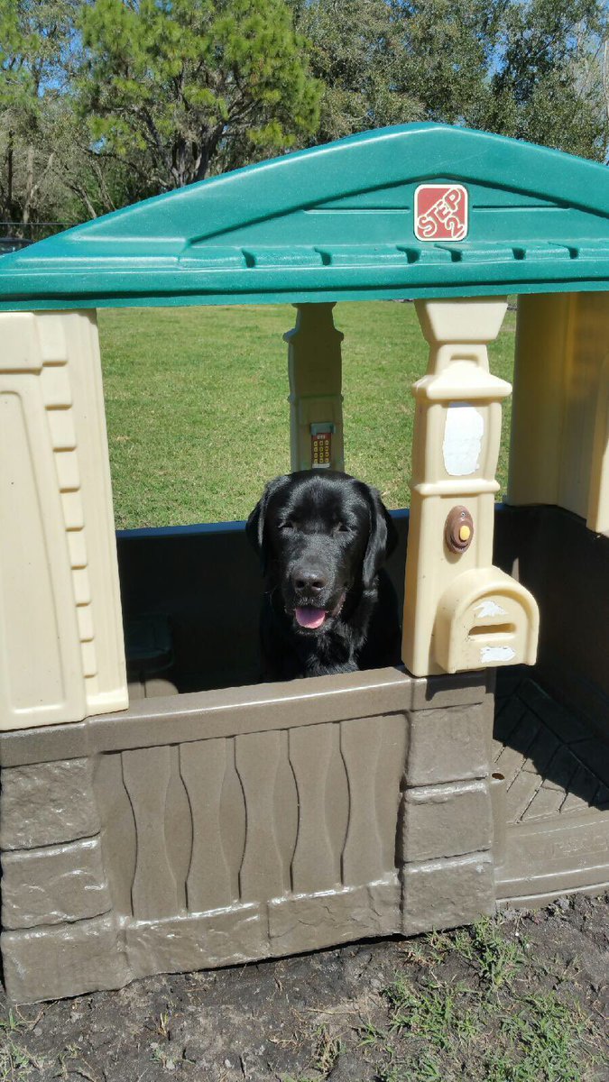 DogGuideTrainer's tweet photo. Mike likes hanging in the house (black lab sitting inside kids playhouse) https://t.co/RFM0J75D0x