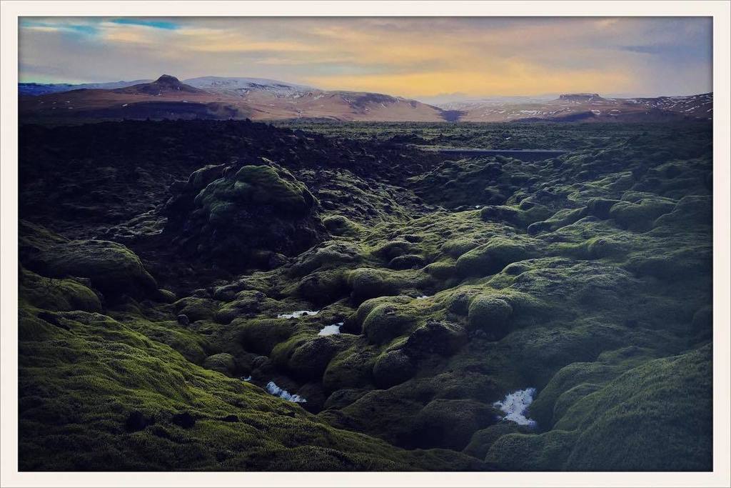 jabinbotsford's tweet photo. Moss covered lava fields in Iceland last month. #Iceland #ig_iceland #iphoneonly #crosspro… https://t.co/d9MXXYffNB https://t.co/aNjkUk8w4v