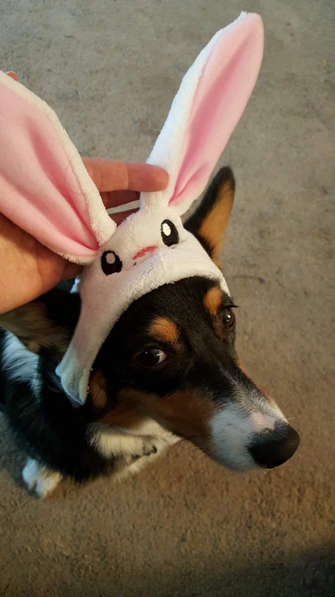 catherinedair's tweet photo. The bunny hat from the petstore seemed like a good idea for obvious reasons? Puppy disagrees. #corgibunny https://t.co/qUfVfYeXB3