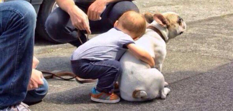 TweetMoreStuff's tweet image. Every time I see a dog