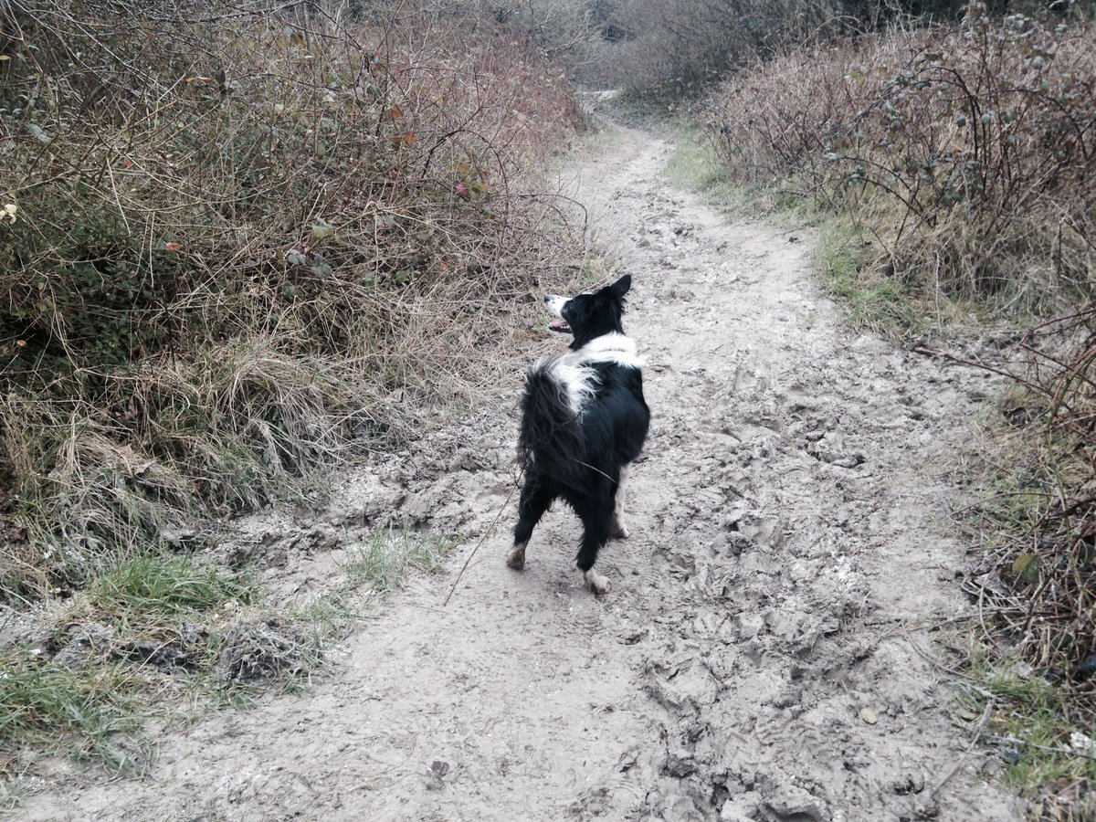 tales_and's tweet photo. My usual view of Rosie AKA my personal trainer... If dogs could sweat! #BCsRock https://t.co/SEnnA7Hbu2