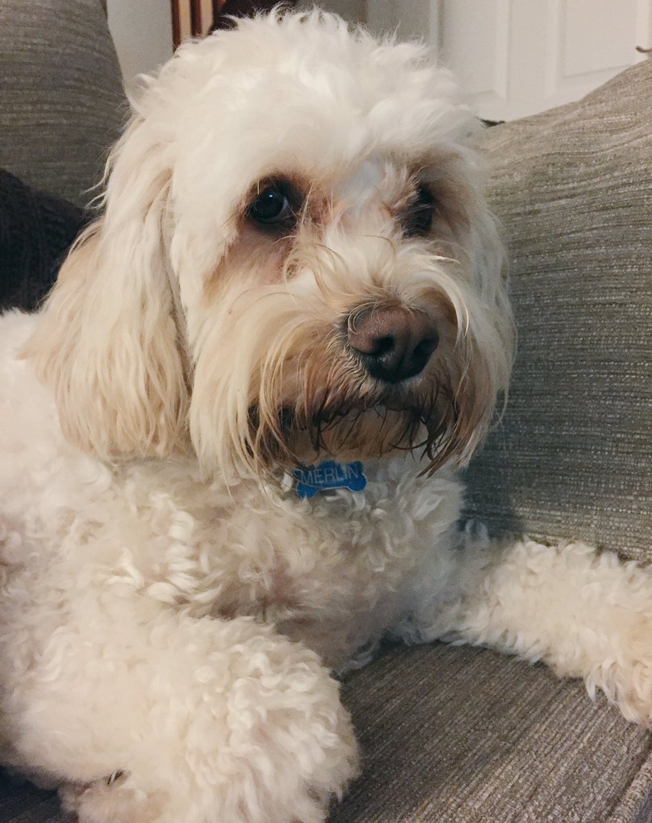 MerlinCockapoo's tweet image. Bloody camera's out again... Pfft! 🐶 #dogsoftwitter