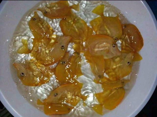 fishman0803's tweet photo. Cirujano amarillo - ¡Me gusta! Cirujano amarillo en #Adoos https://t.co/1uGv9EvZk6 https://t.co/1uGv9EvZk6 https://t.co/4v0ybOV0Py