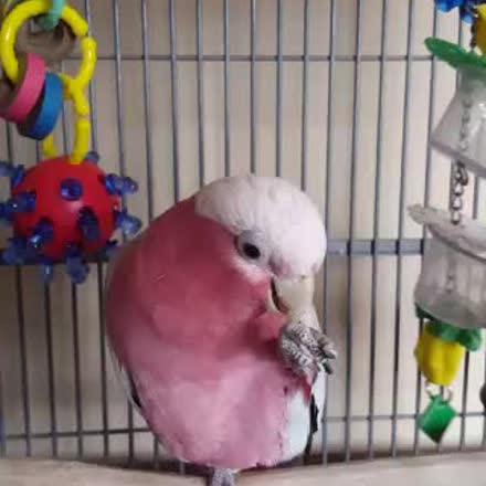 ChrisHettwerWI's tweet photo. |REPLAY| Healthy foods for parrots. Parrot Chop "Where's Waldo".... #katch #Periscope https://t.co/xzRCDEOh14 https://t.co/tZgVuEqLnM
