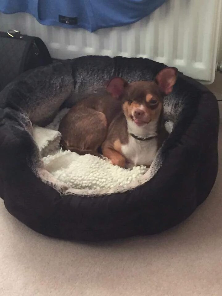 <a href="/StAlbansDNews/">StAlbansDistrictNews</a>  PLEASE RT 
LOST CHIHUAHUA #HeartwoodForest #Sandridge #Herts
Contact <a href="/poppethepirate/">Poppet</a>