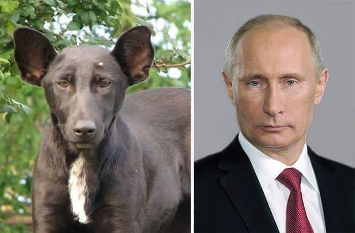 Eldine269's tweet photo. Grosse paire de couilles à la POUTINE 😂😂😂 la ressemblance https://t.co/f5HeixFPz7