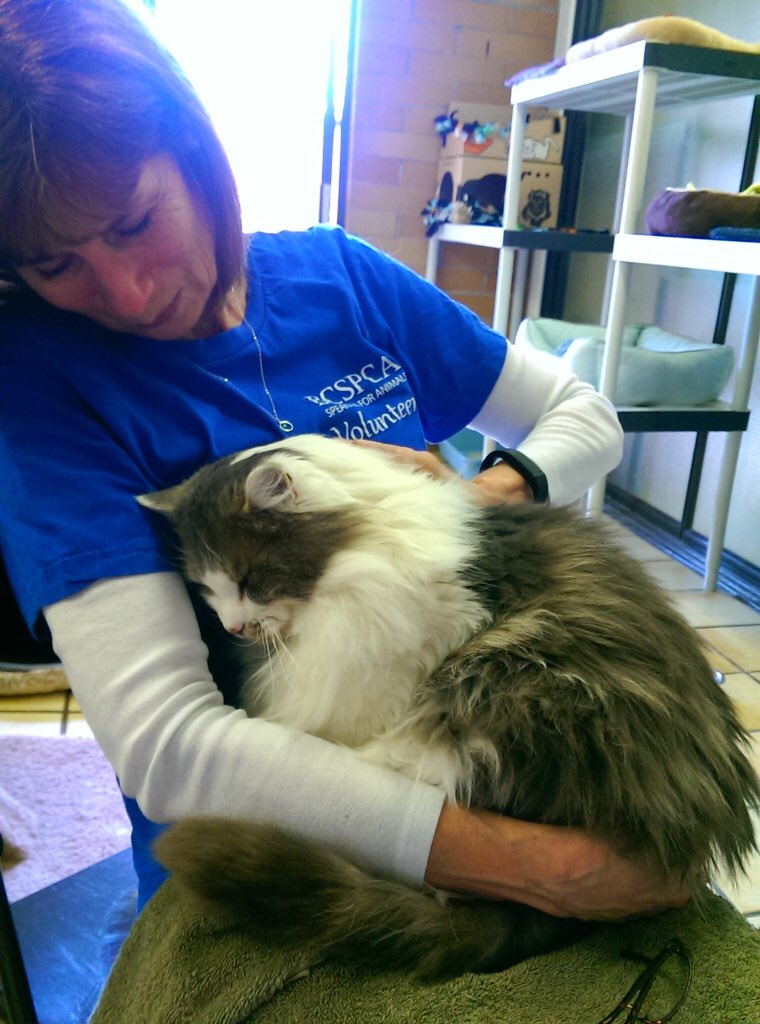 BC SPCA West Van tweet media