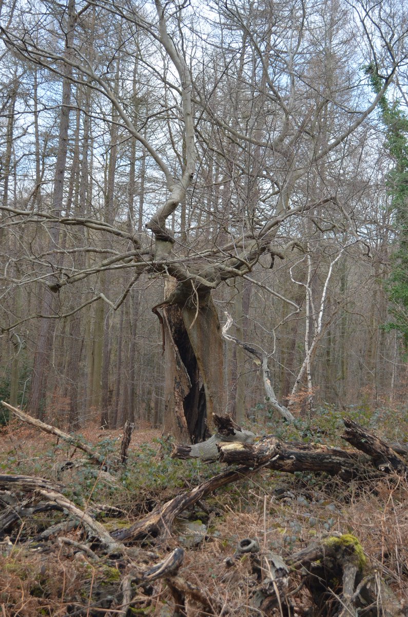 RyanClarkNature's tweet photo. I wonder how many generations of rare beetles such as the violet click beetle this tree may have hosted! https://t.co/6FGQc16QIS