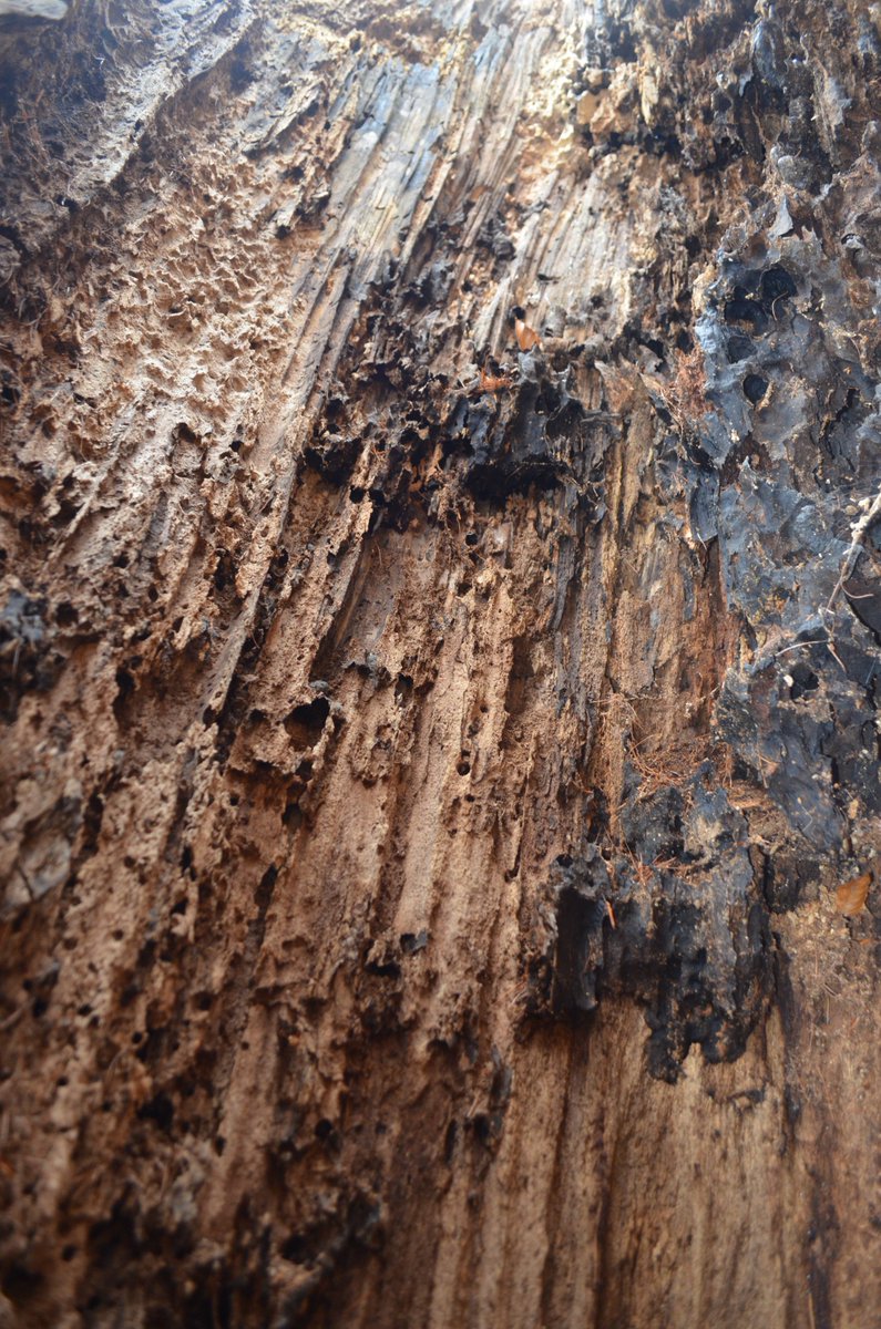 RyanClarkNature's tweet photo. I wonder how many generations of rare beetles such as the violet click beetle this tree may have hosted! https://t.co/6FGQc16QIS