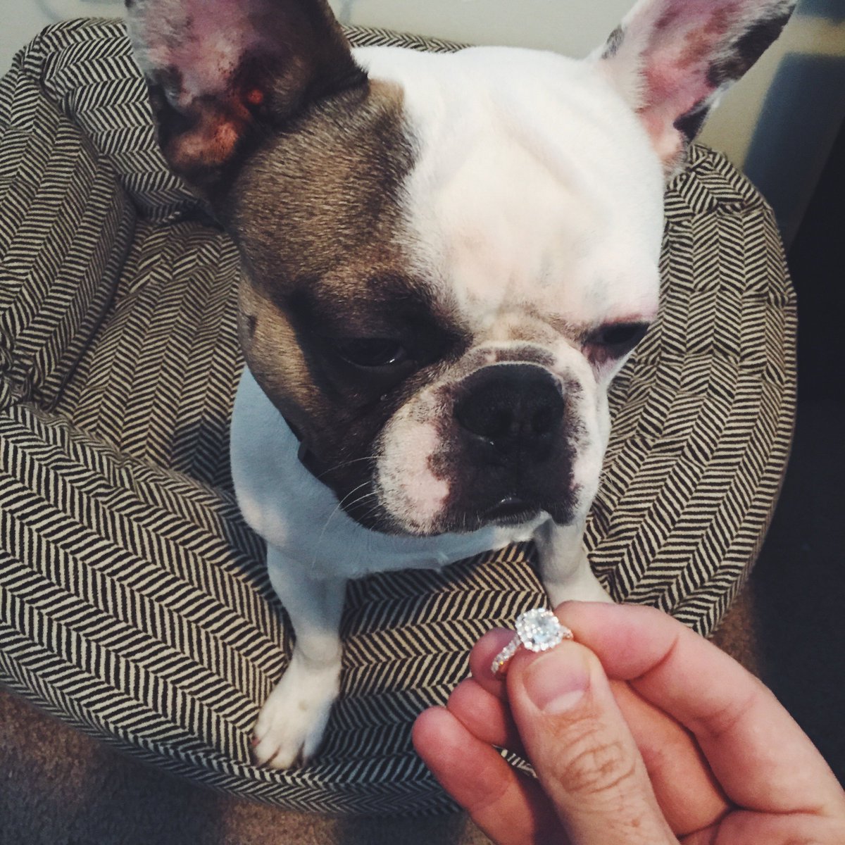 ContinentalMN's tweet photo. Fonzy the Frenchie took a long paws, but then couldn’t help but say YES! https://t.co/Sfwm3nHX63