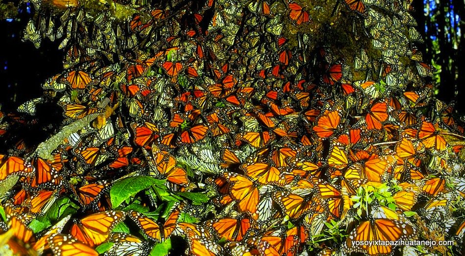 Mariposas y ballenas en #BajaCalifornia: bit.ly/1S1qWeR