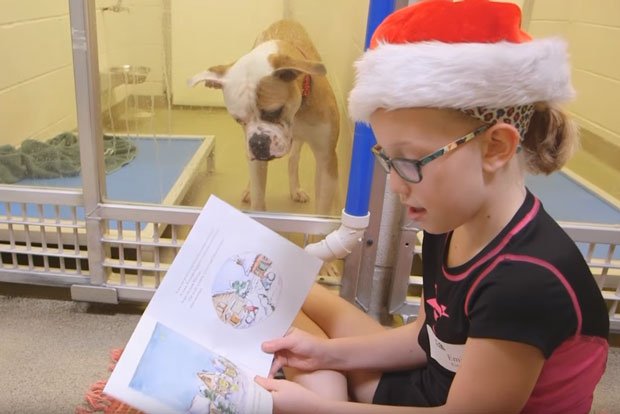 thedogreference's tweet image. Kids reading to scared shelter dogs to comfort them and help relax around people. Read More: goo.gl/pk9uLO
