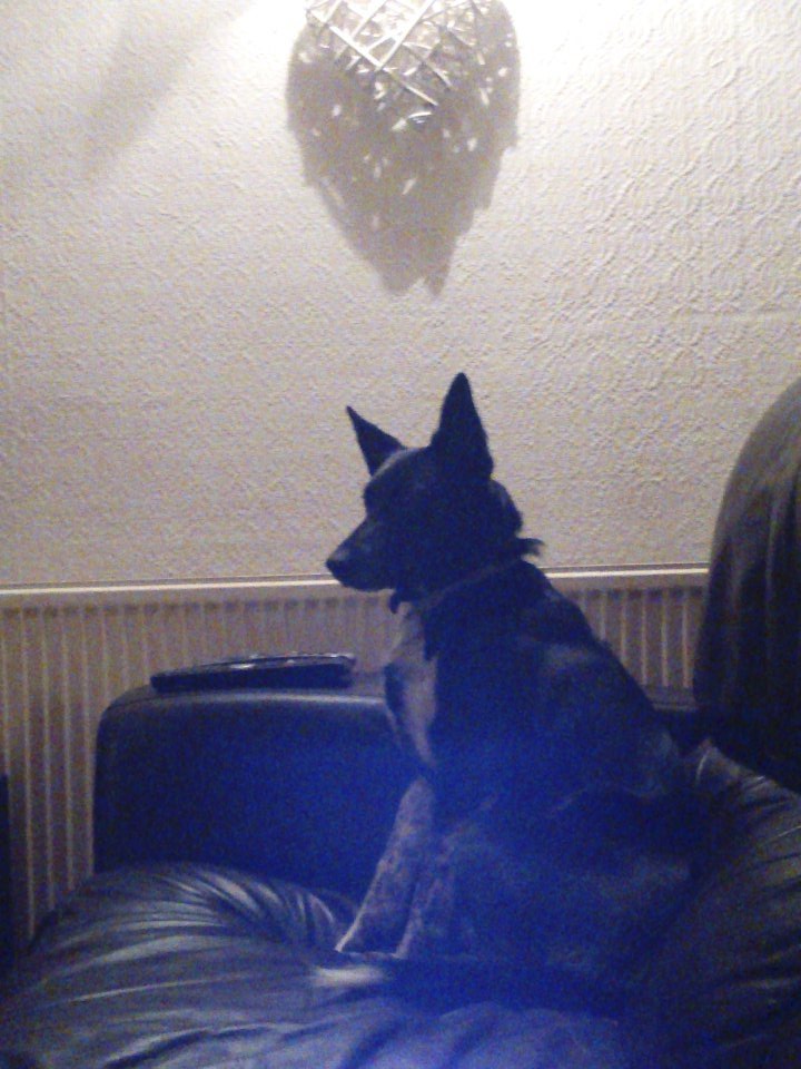 KCorcodel's tweet image. The dog of the house