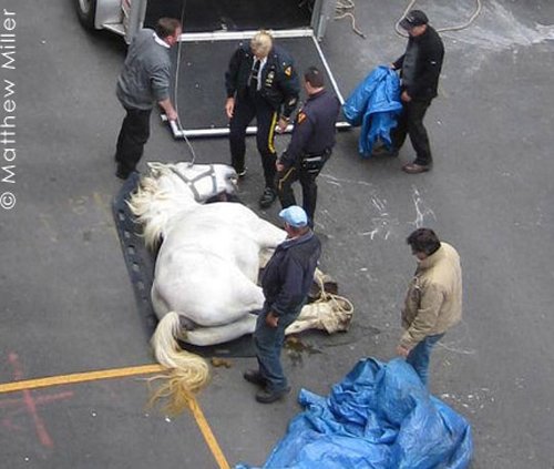 PETA Shares tweet media