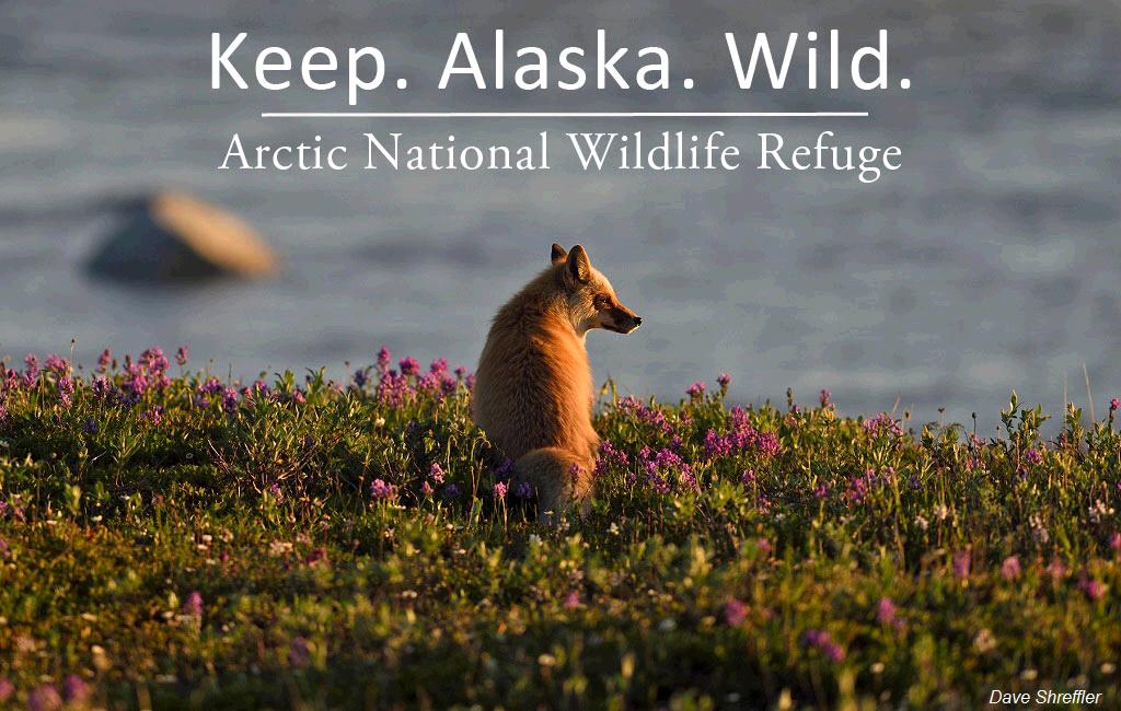 patagonia's tweet image. The #ArcticRefuge is wild, spectacular and owned by all of us. Protect it! #WeAreTheArctic pat.ag/wn87