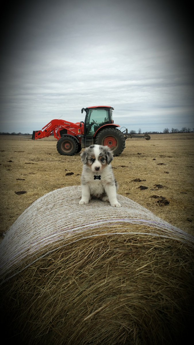 Hunter_Bilger's tweet photo. @shayna_aliece I bet you can't be against cute puppy's and sexy tractors. #itslife #hater https://t.co/g01fxDRcCv