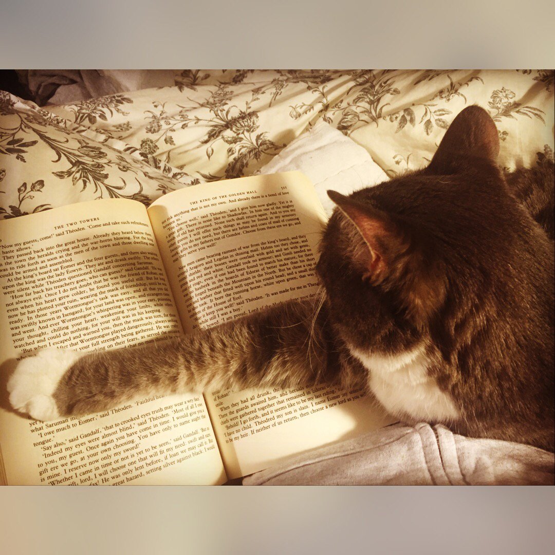 FluffyPitcher's tweet photo. I luff to help my hoomanz readz da books. #fluffy #catsatwork #catshelpinghumans https://t.co/0IxZwfpcIF