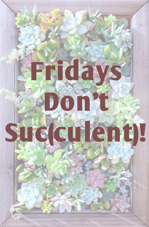 GreenTurfSTL's tweet photo. #FridayFeeling #Succulents #GreenTurfSTL https://t.co/OIMEiqYJc8