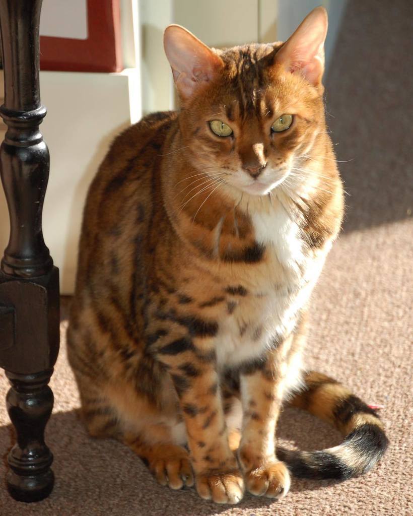 circlingsquare's tweet photo. Happy Friday from Topaz! 😻
#cat #cats #bengal #bengals #bengalcats #friday #tgif ##memoryarcade #catsofinstagram #… https://t.co/LwBkXDKJGC