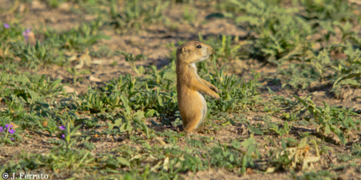 nature_tx's tweet image. Every wonder what #prairiedogs do when no one's watching? @TexasWildEd has a great video! &amp;gt;&amp;gt; on.fb.me/21xPLBZ