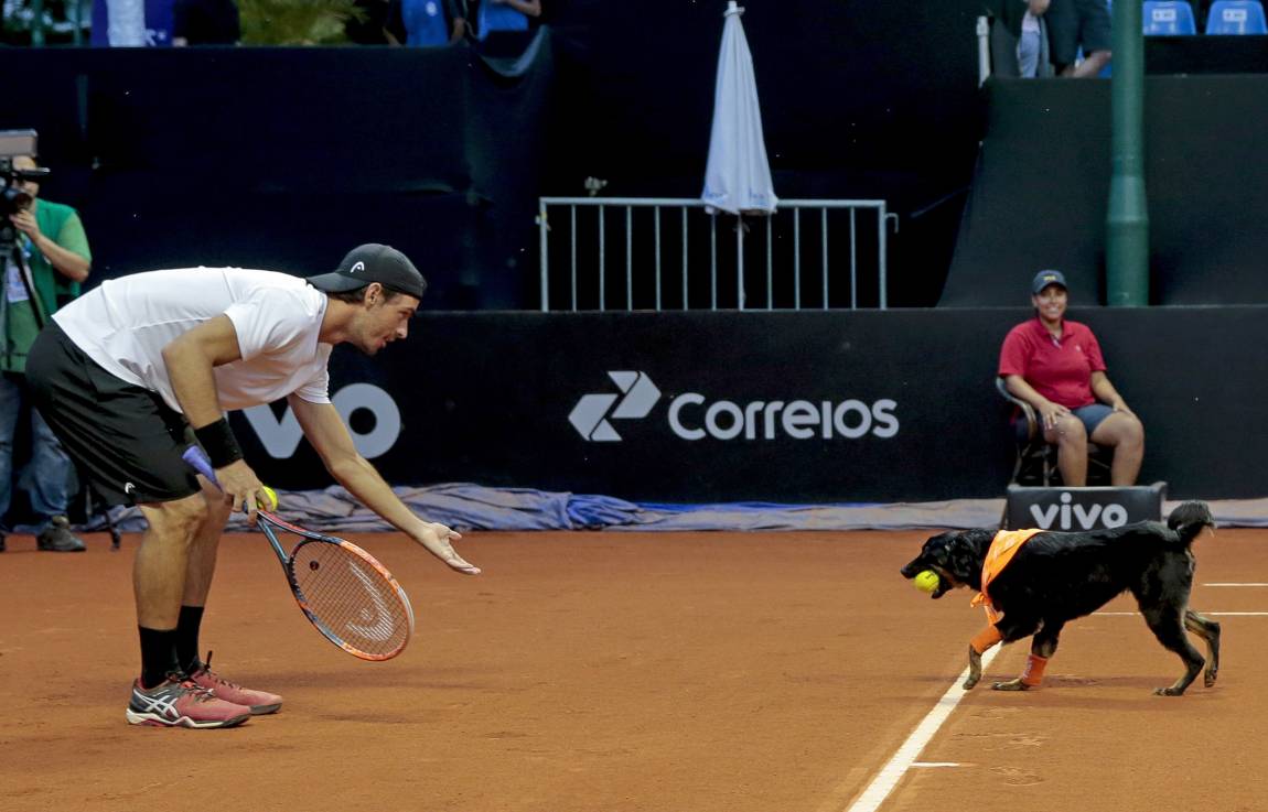 LosAndesDiario's tweet photo. El mejor amigo del tenista: perros pasapelotas tuvieron su debut en Brasil https://t.co/31OJ4h2yE5 https://t.co/cJjY9kuhdu