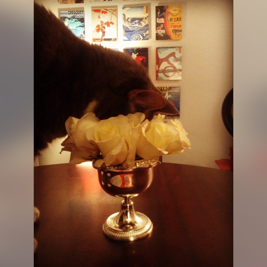 FluffyPitcher's tweet photo. Don't forgetz to stop and smell da roses! #fluffy #roses #flowers https://t.co/Qhb2pvJv9e