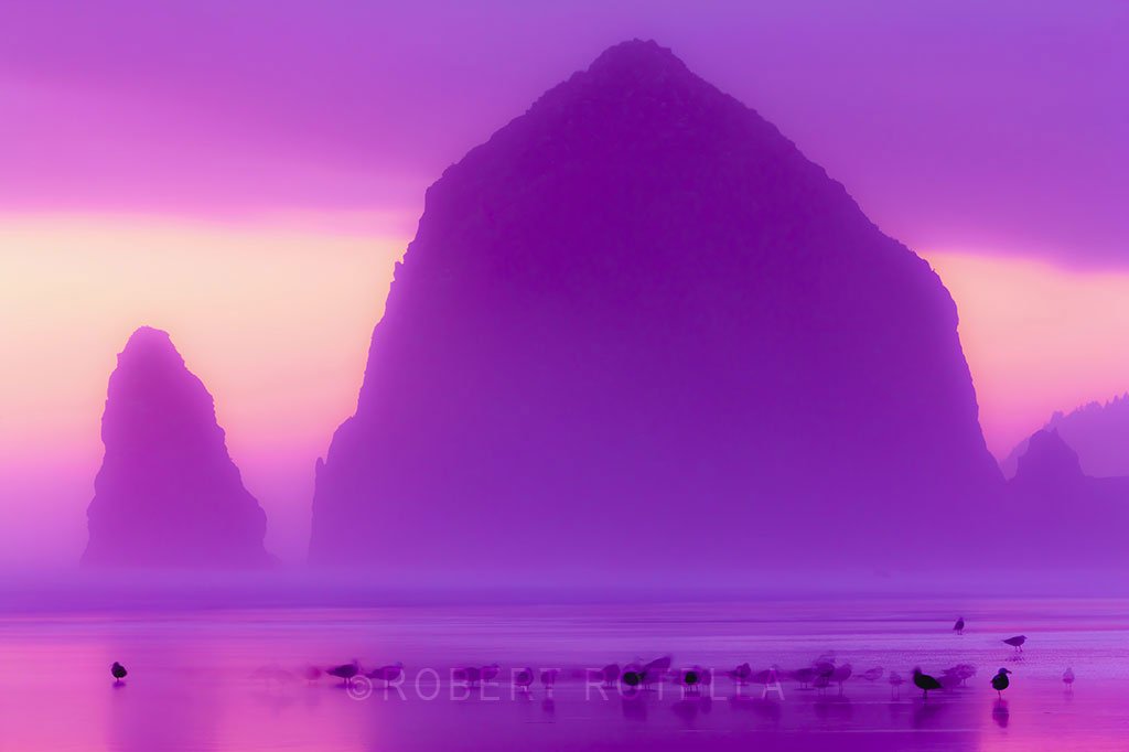 RotellaGallery's tweet photo. “Seagulls on the Beach,” by #RobertRotella is a perfect shot seizing distinct hues made with natures own ingredients https://t.co/CPz6TjtfMS