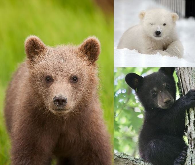 ProjectBlueBear's tweet photo. Bears are such beautiful creatures. Help us save them!! ☺️🏼️ #ProjectBlueBear https://t.co/caU99unKNH