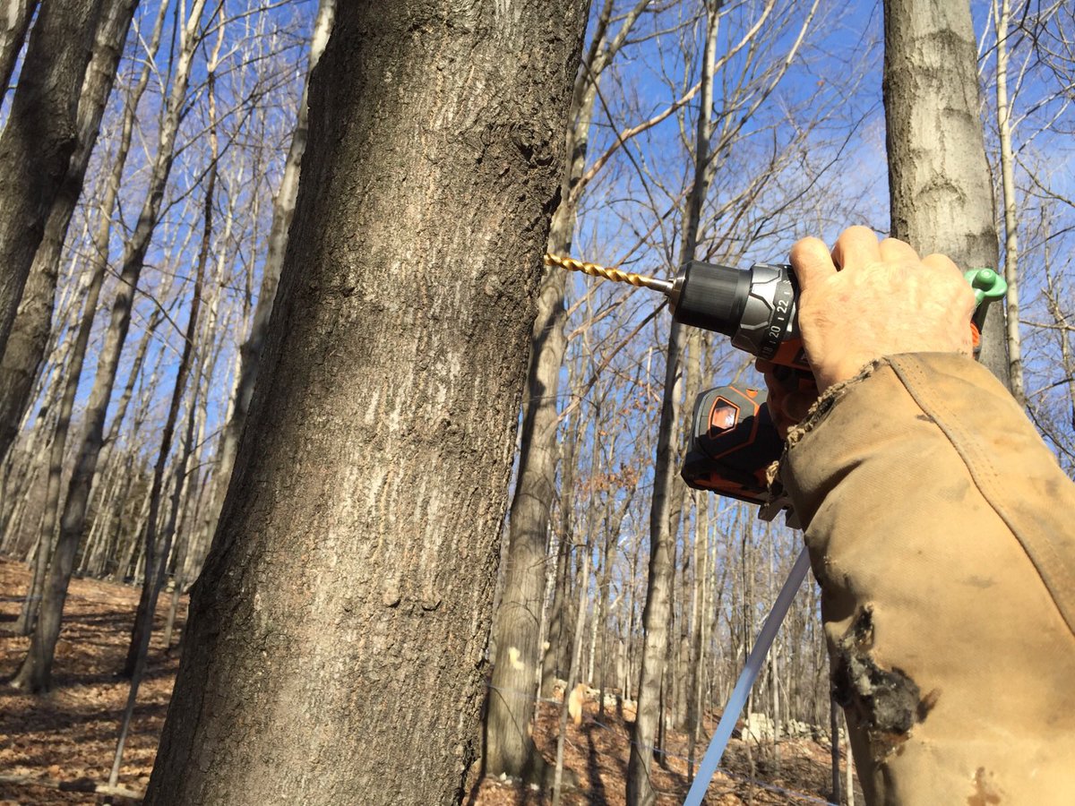 circlecmaple's tweet image. First tree is tapped #circlecmaple #circlecmaple2016
