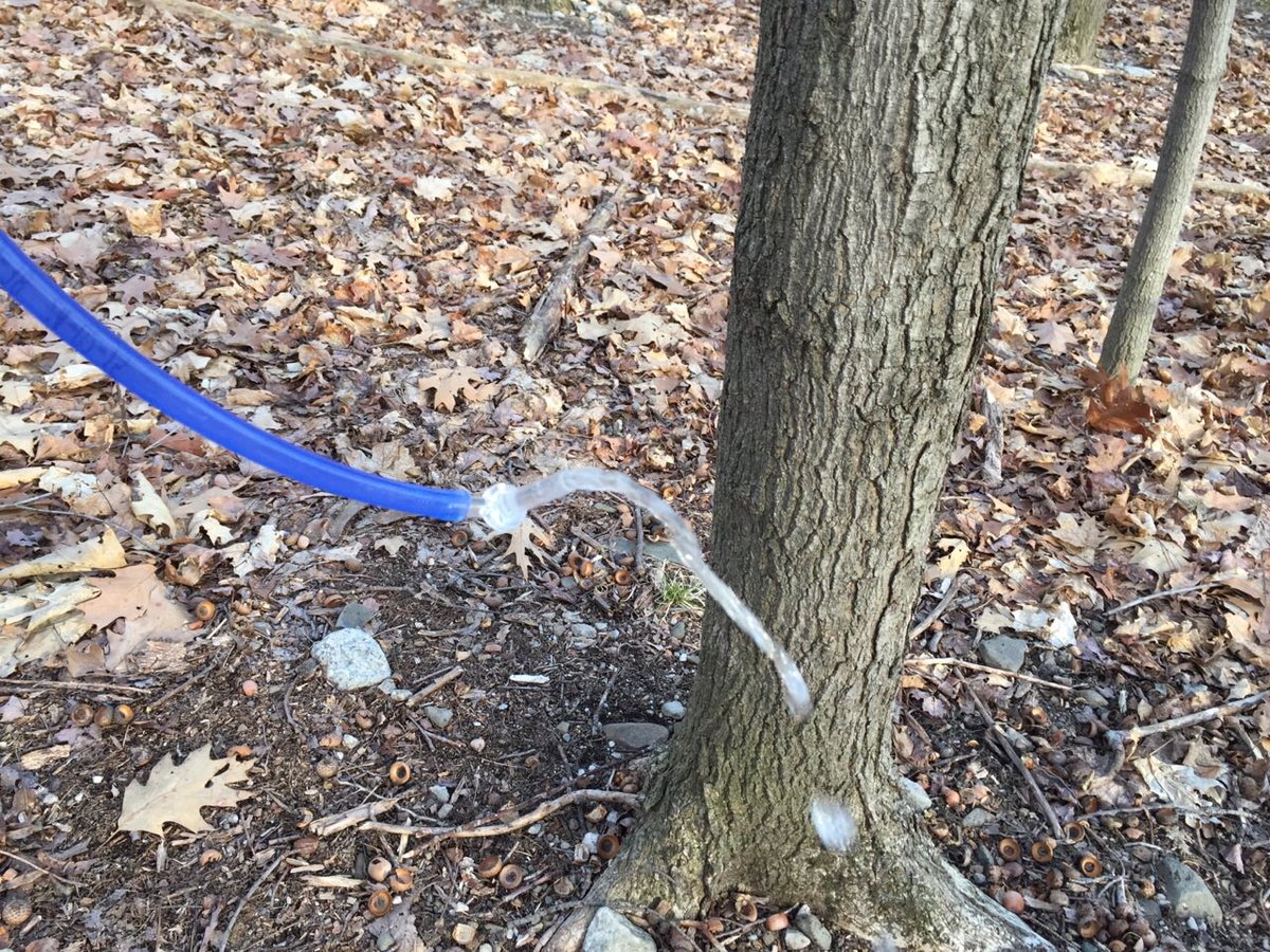 circlecmaple's tweet image. Sap is flowing. Oh sacred sap. #maplesyrup #circlecmaple #circlecmaple2016