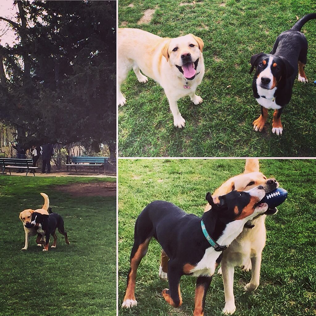 PicsFromEiffel's tweet photo. Parisian gang 🐶❤️🐶 #doglifebestlife #labrador #grandbouviersuisse #park #playing #instafri… https://t.co/Y1AQI7RKtF https://t.co/vPrqDujxv4