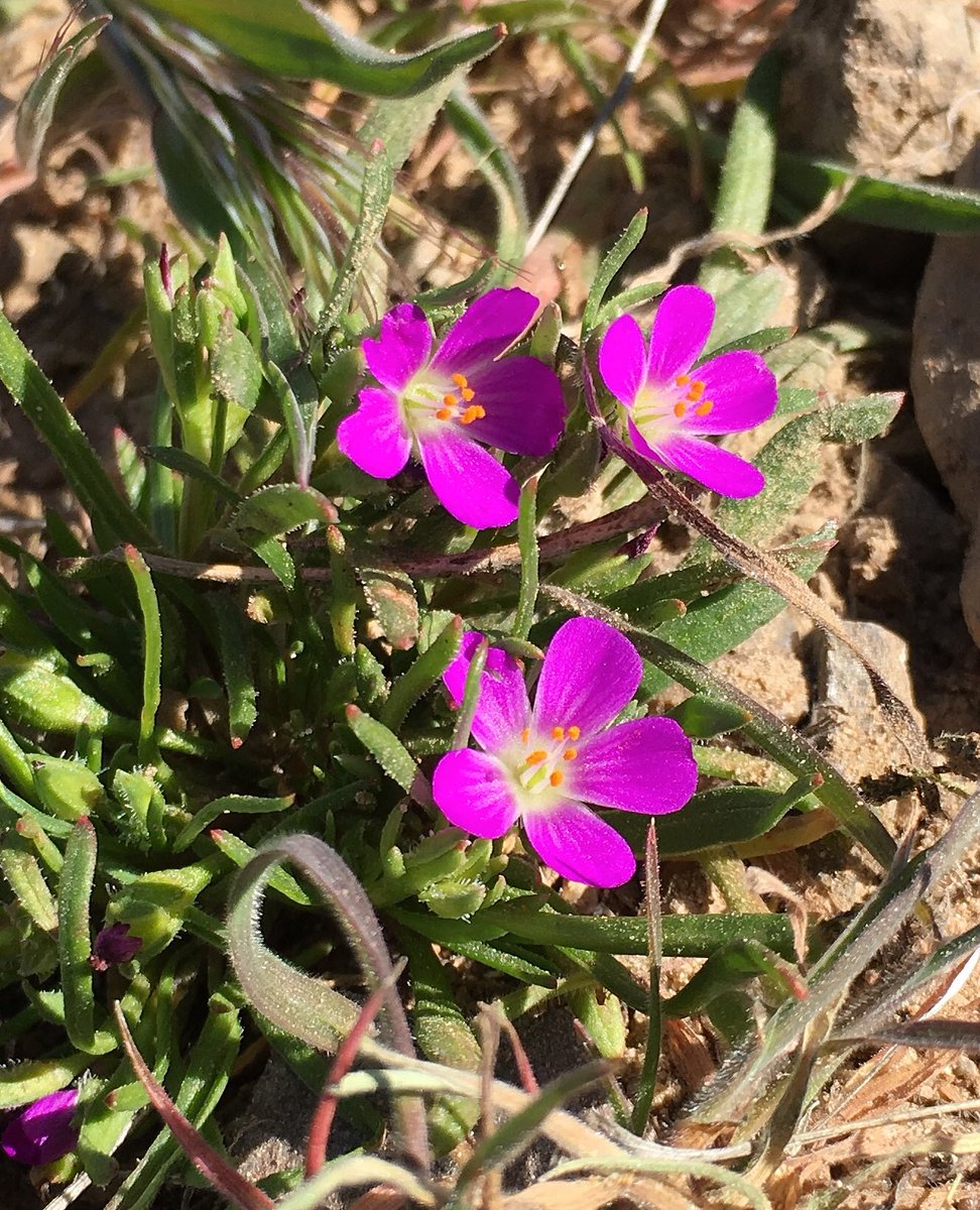 BoyceThompson's tweet photo. Red maids on the AZ trail . A belly flower best enjoyed on all fours. #azwildflowerwatch @dbgtweet #boycethompson https://t.co/2RtW9OMMgl