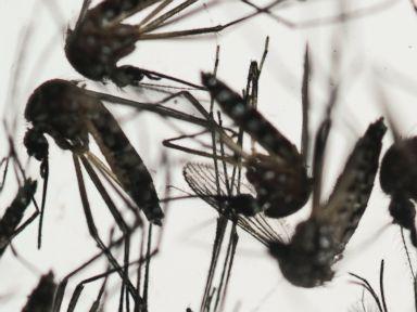 Pregnant women on alert as mosquito-borne Zika virus rapidly spreads - bit.ly/1T3wLtY