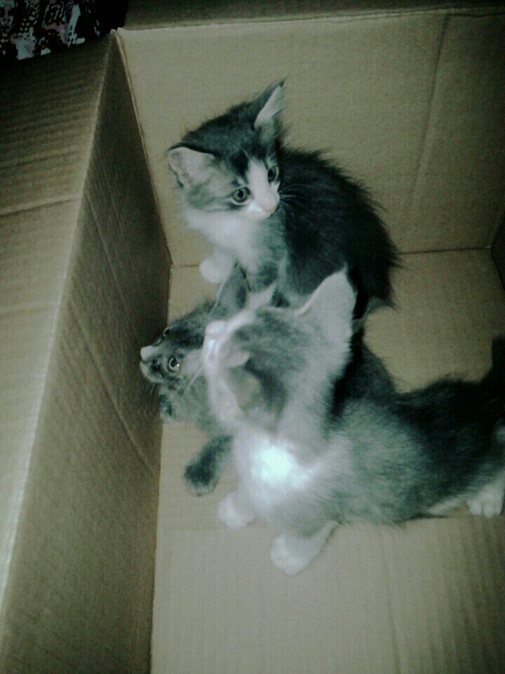 EsterNeuhaus's tweet image. É hora de dar tchau. #doados (@ Neuhaus Sweet Home) swarmapp.com/c/eTMbf2mMFYP