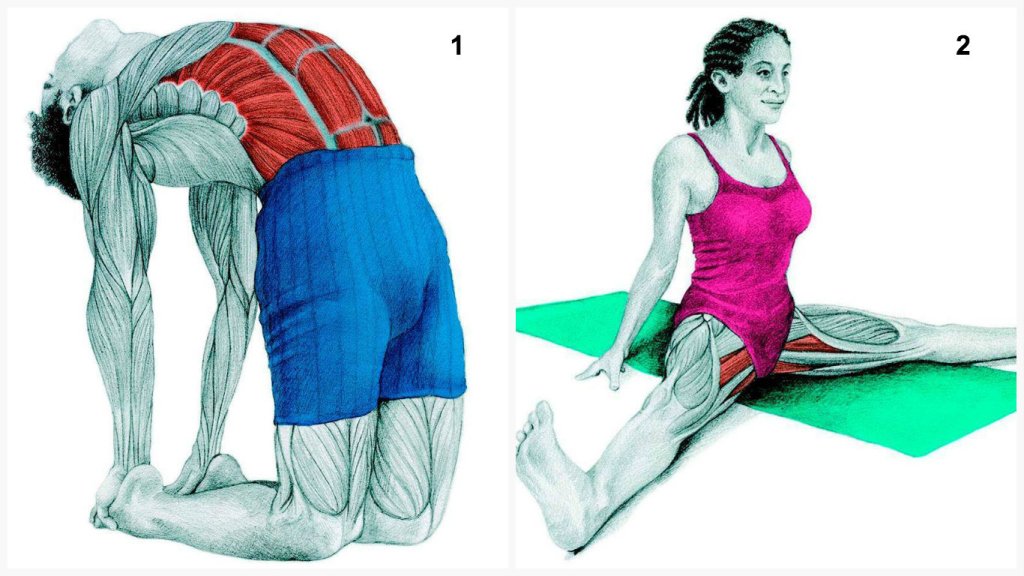 beyoungbegreen's tweet photo. #36PICTURES #WHICHMUSCLE #STRETCHING #yoga https://t.co/XllYxp0VIk https://t.co/EOyJ9zH0hC