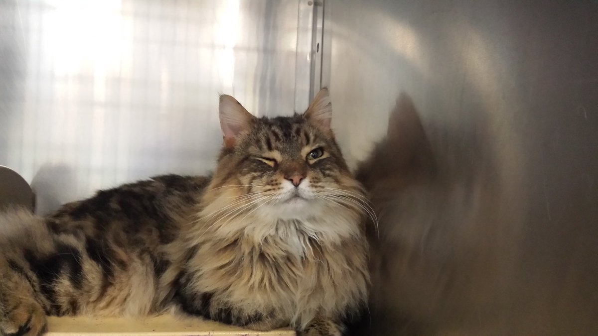 petsmart0667's tweet photo. Come in and meet Romeo! He's had a rough past and is a very loving boy looking to find his furrever family! https://t.co/41szaZKFLp