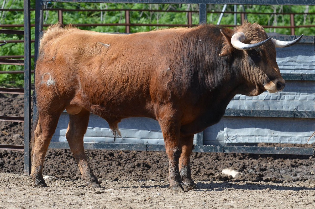 Les fers pour l'Alfarero de Oro de Villaseca de la Sagra actutoro.fr/#!Les-fers-pou…