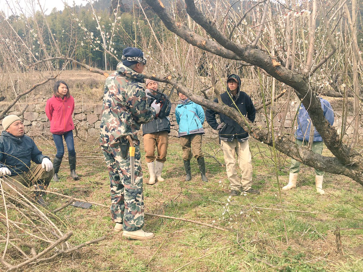 園田みつよし 遊び人から社長に転職 בטוויטר 梅は夏剪定で徒長枝を伸ばす 地球農園の3箇所の梅畑にて剪定講習会ナウ T Co Xake4ggedf 園田みつよし 遊び人から社長に転職 בטוויטר 梅は夏剪定で徒長枝を伸ばす 地球農園の3箇所の梅畑にて剪定講習会ナウ T Co Xake4ggedf
