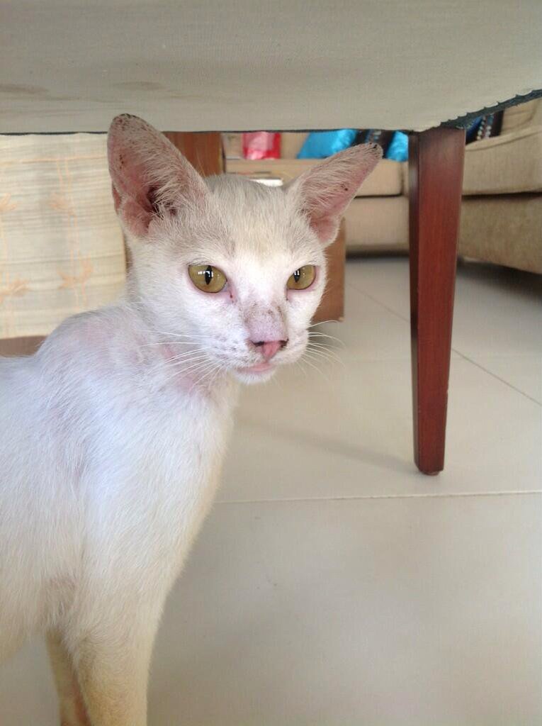 SamVJoJo's tweet photo. Rest in Peace Lou, I hope you're somewhere happier 😢 #Lou #Louie #Cats #RIP #CatsOfTwitter #GoodbyeLou https://t.co/R7MCQiQrcx